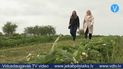 Zemeņu audzētāji: šogad zemeņu raža būs vēlāk
