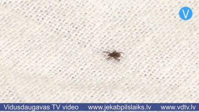 Šosezon prognozē augstu ērču aktivitāti – Jēkabpils slimnīcā noņemti jau 12 kaitēkļi