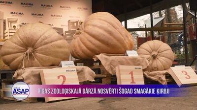 Rīgas Zooloģiskajā dārzā nosvērti šogad smagākie ķirbji