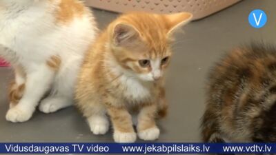 Jēkabpils dzīvnieku patversmē daudz mazu kaķēnu