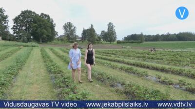 Vietējo zemeņu raža šogad neparasti vēlu