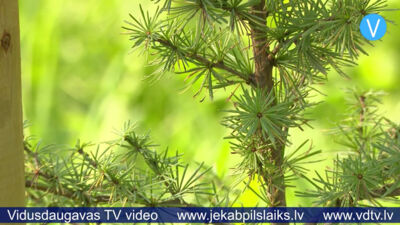 Jēkabpils Mežaparkā iestādīti 70 jauni kociņi