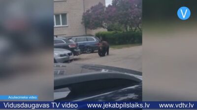 Lācis satrauc Jēkabpils iedzīvotājus; dzīvnieku aizraida mežā